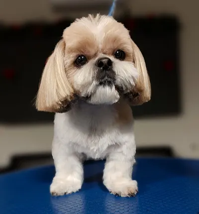 P.H.U Champion Mirosława Dudzik